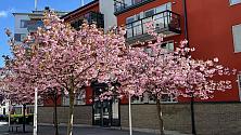 Vår hus 19