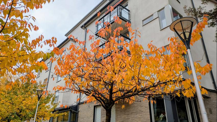 körsbärsträd med löv skiftande i höstens färger, utanför port 21