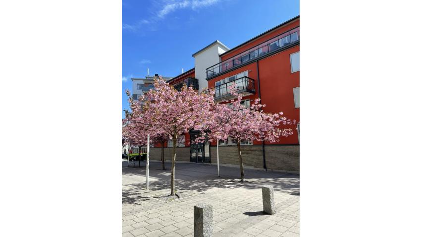 Vår hus 19